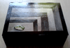Bordercollies
